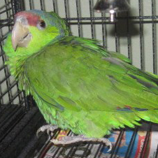 Unnamed Lilac crowned Amazon.